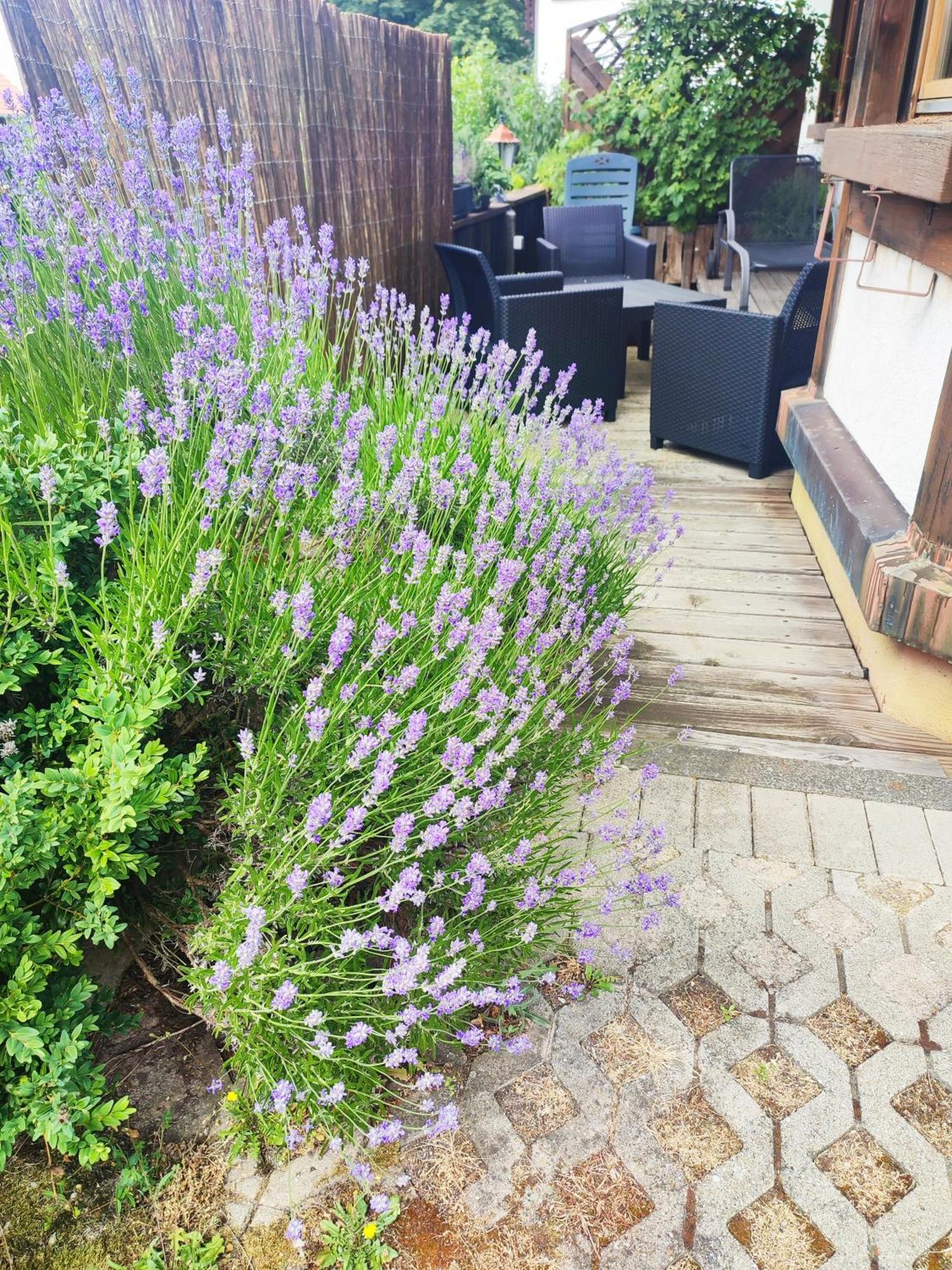 Ferienwohnung Hasenfratz Löffingen 外观 照片